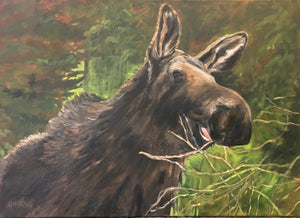 Munching Moose, 24 x 30" Oil