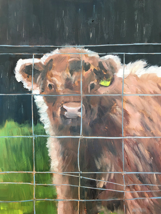 Scotland Calf, 16 x 12” oil